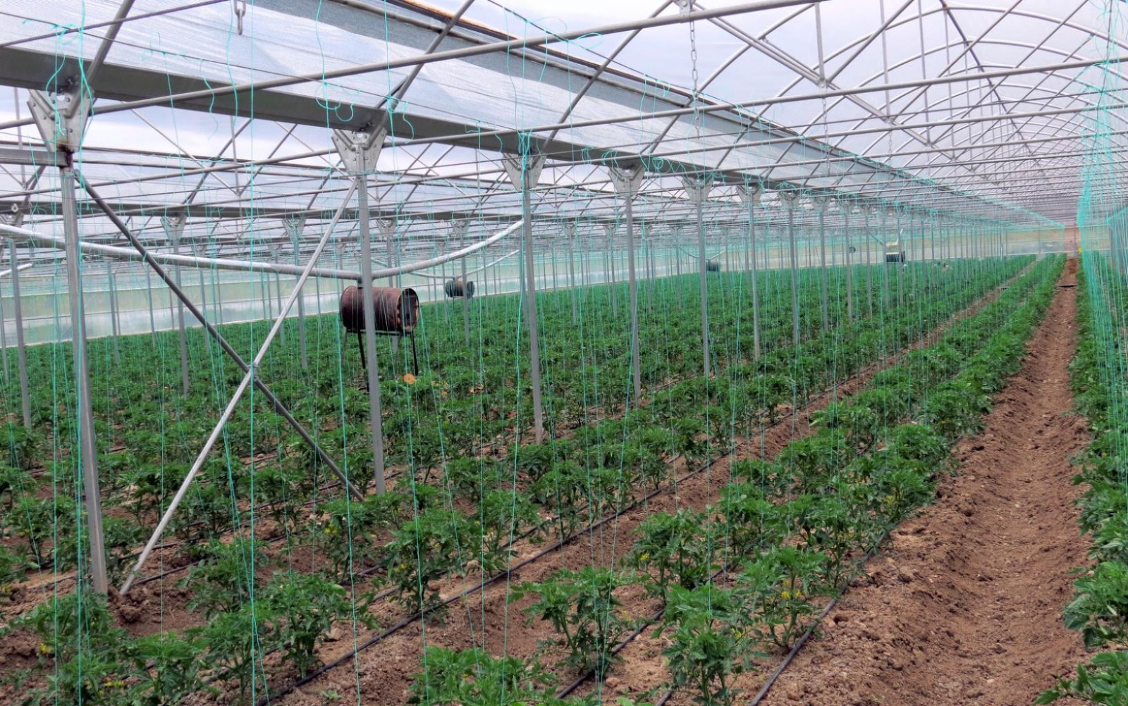 Girdiler Endise Yaratıyor (3)