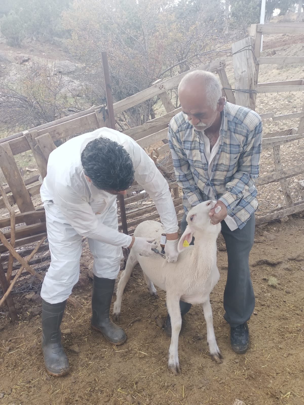 Hayvan Asilama Antalya