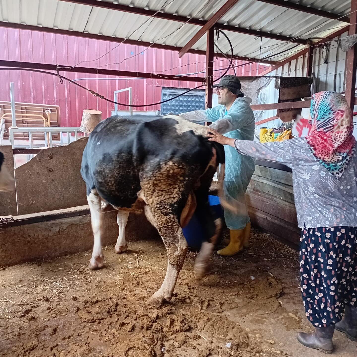 Ibradi Da Hayvan Sagligi