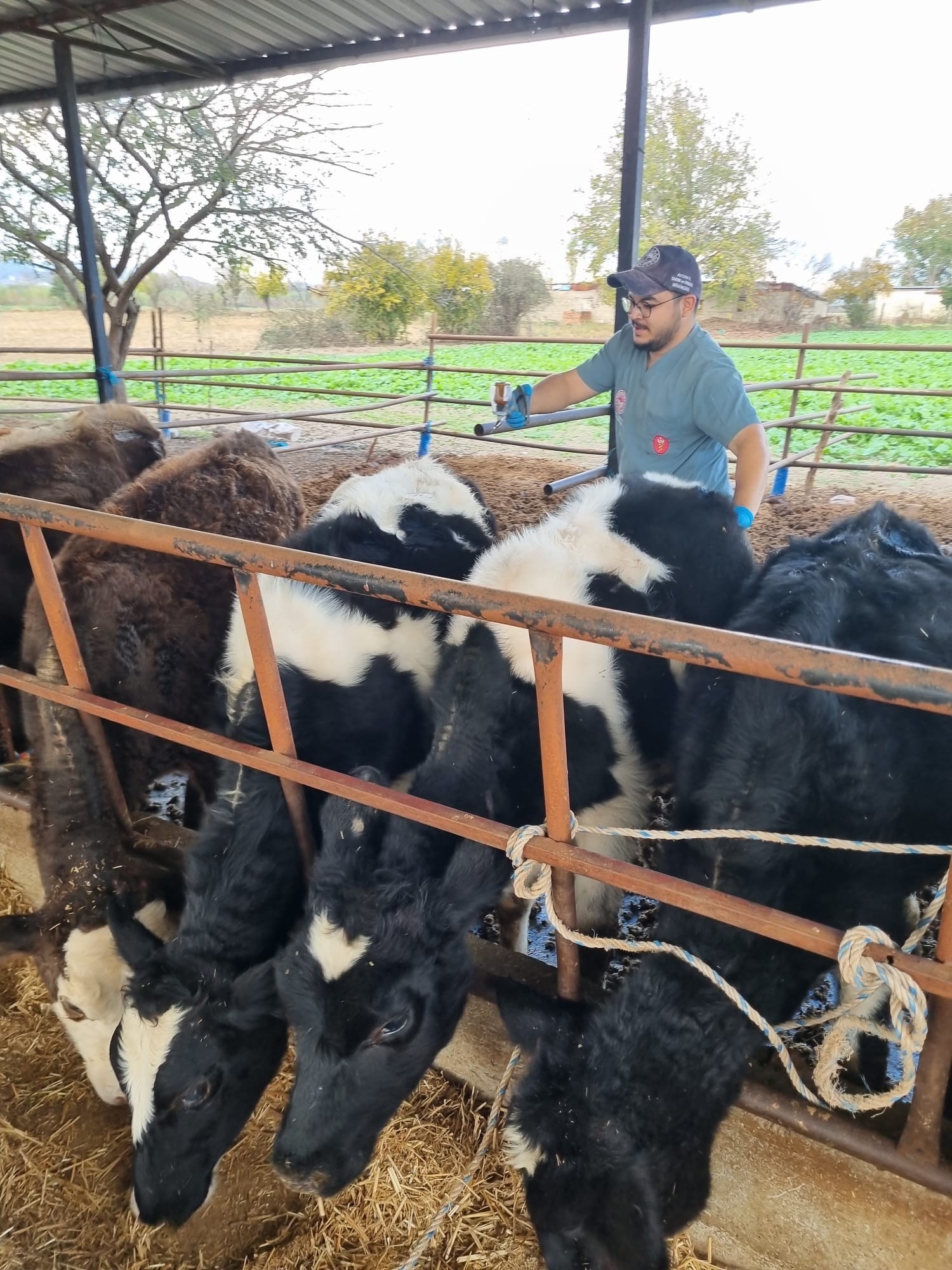 Karpuzlu’da Hayvan Sağlığı Için Çalışmalar Sürüyor (3)