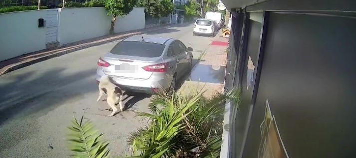 Köpeği Silahla Vuran Emekli Polis Için 4 Yıla Kadar Hapis Talebi (3)