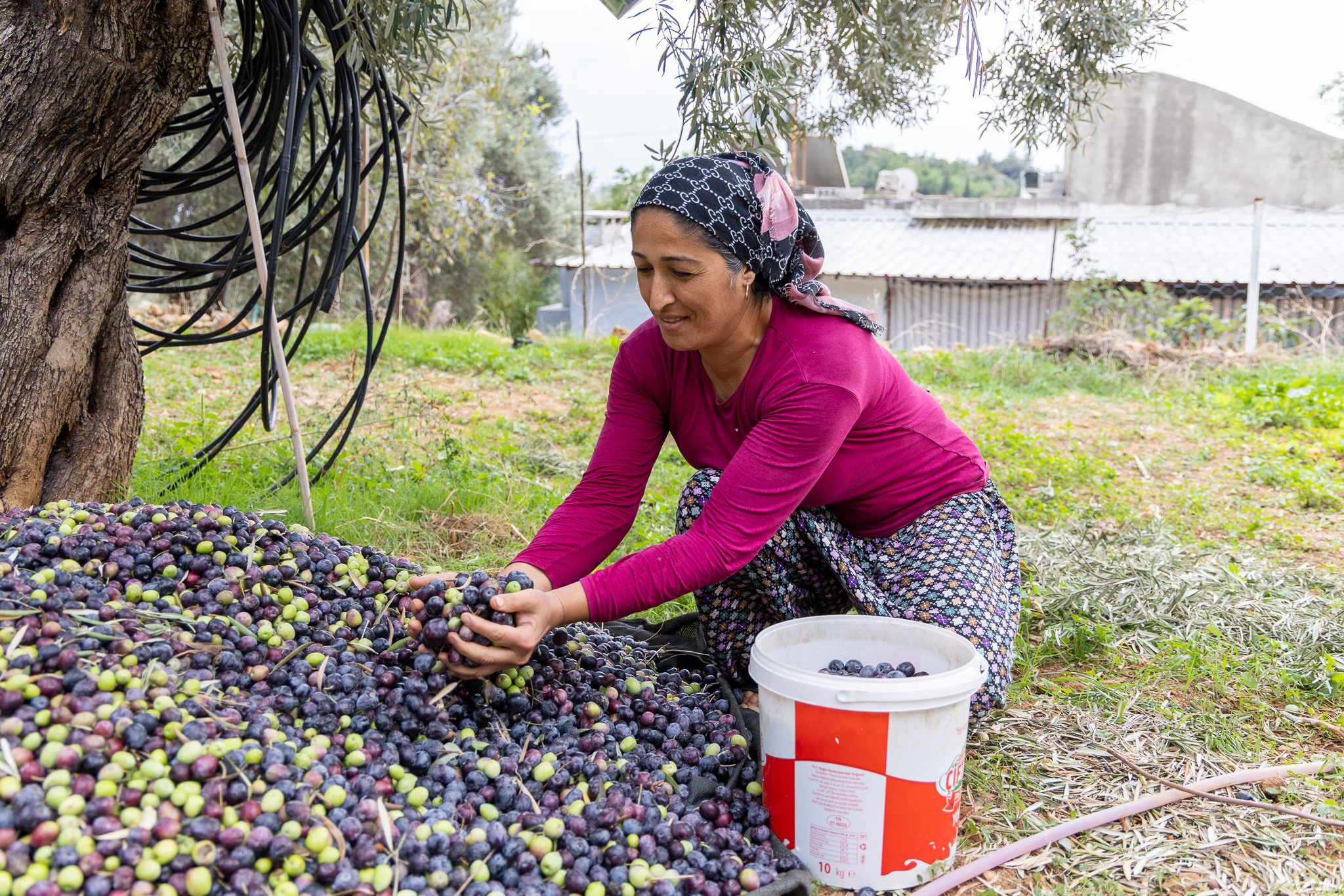 Manavgat Zeytin Ve Zeytinyağı Festivali'nin Ikincisi Yarın Başlıyor (6)
