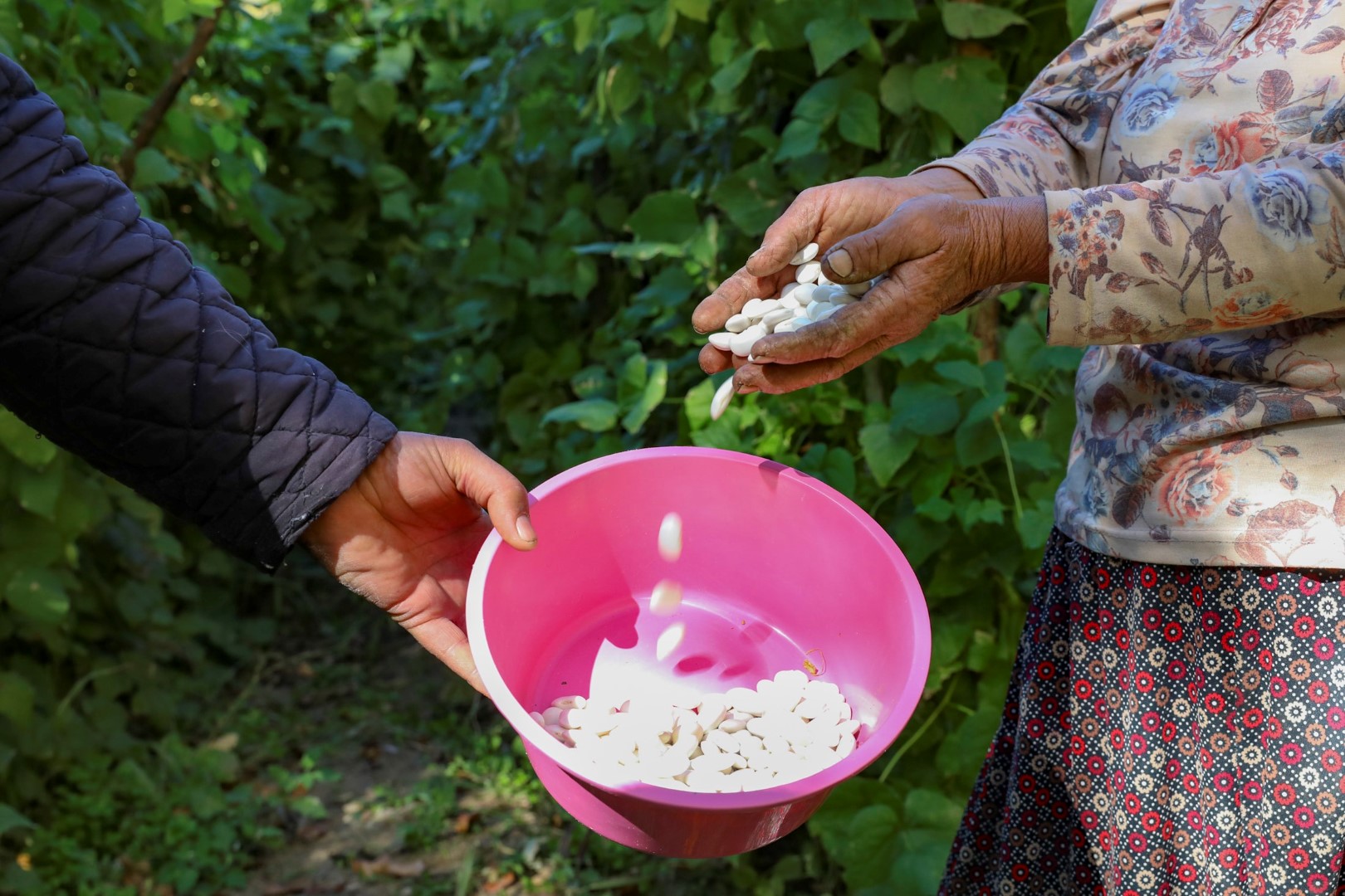 Mersin'de Atalık Tohumlar Gelecek Nesillere Aktarılıyor (1)