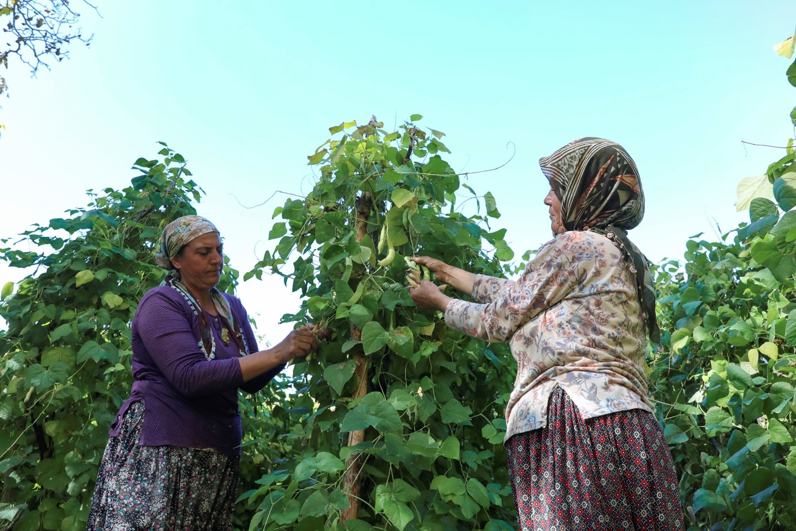 Mersin'de Atalık Tohumlar Gelecek Nesillere Aktarılıyor (2)