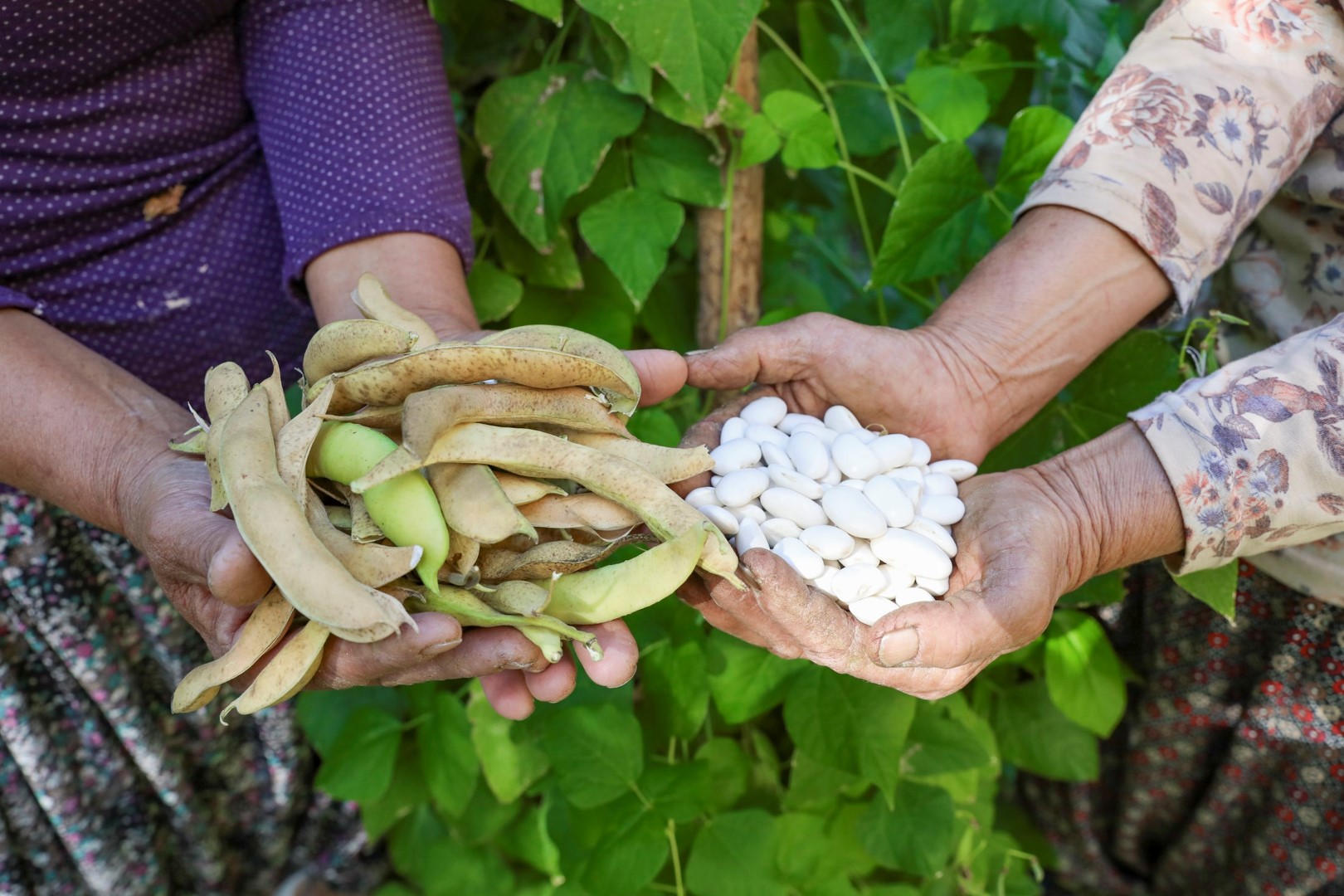Mersin'de Atalık Tohumlar Gelecek Nesillere Aktarılıyor (3)