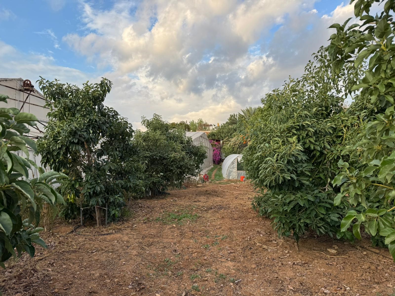 Mersin'de Ilginç Hırsızlık Hırsızlar Muz Ve Avokado Hasadı Yaptı (5)