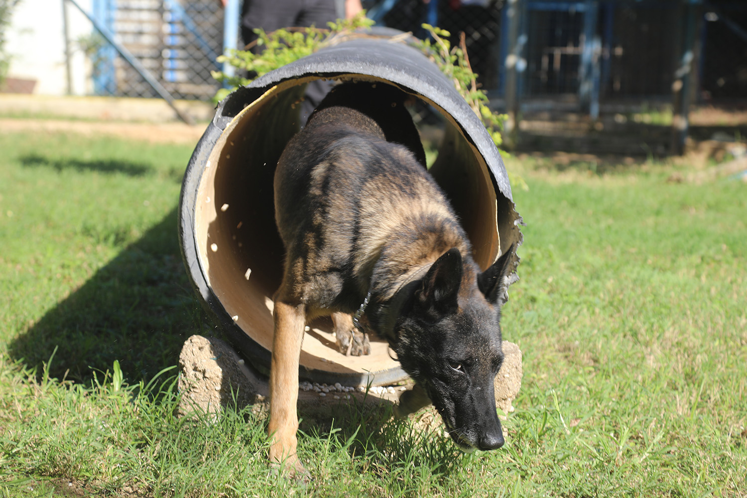 N A R K O T I K K O P E K L E R I N I N S I R A D I S I E G I T I M I 1014480 301027