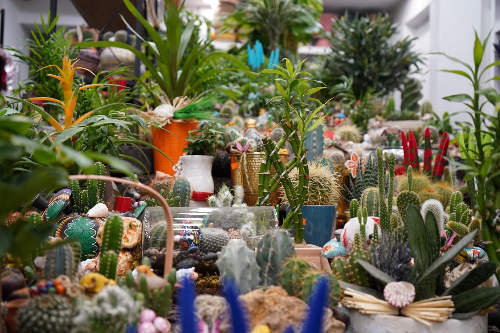 Ogretmenler Gunu Icin En Cok Kir Cicegi 1028718 305239 (Large)