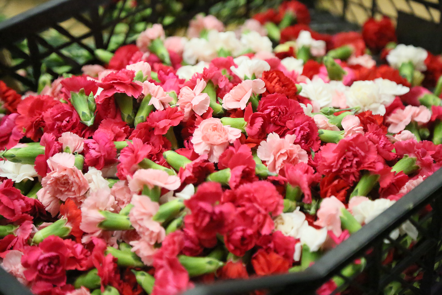 S I R T A K I D E T A B A K K I R M A N I N Y E R I N I A L A N T U R 1033636 306738