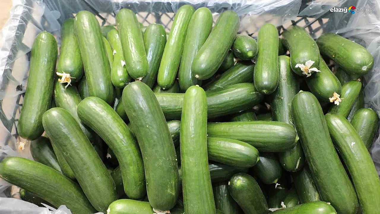 Salatalık Uretıcısı (1)