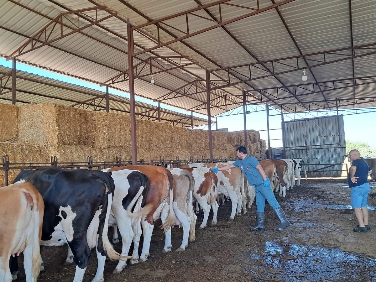 Şap Hastalği İçi̇n Önlem Alindi