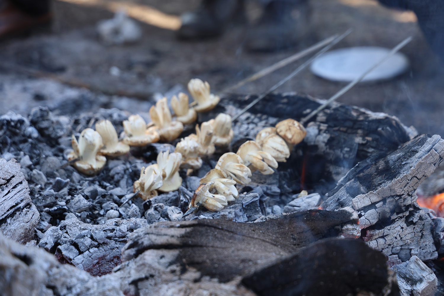 Sedir Mantarının Geleceği Için Uyarı (5)