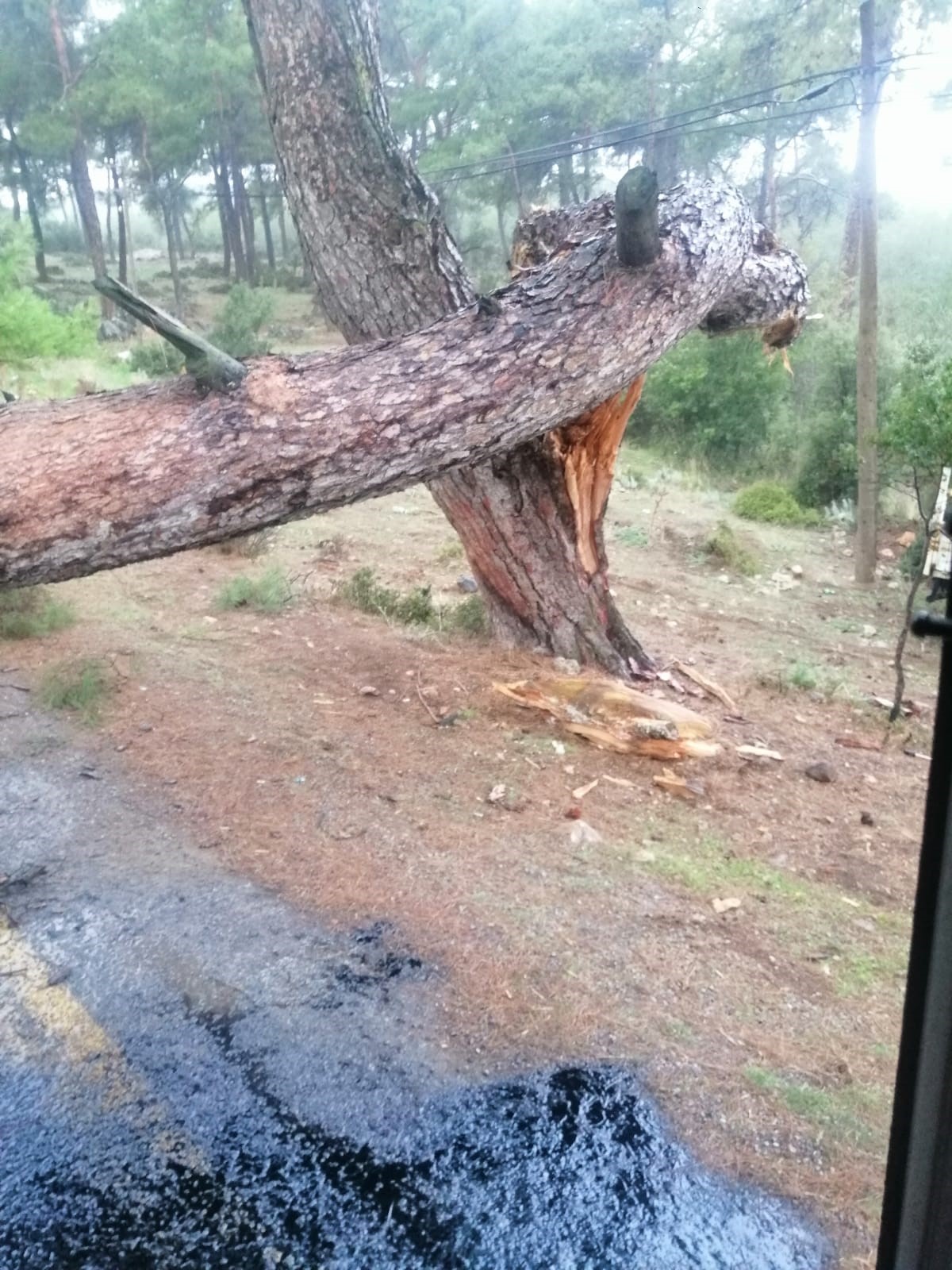 Seyir Halindeki Minibusun Ustune Agac Devrildi (2)