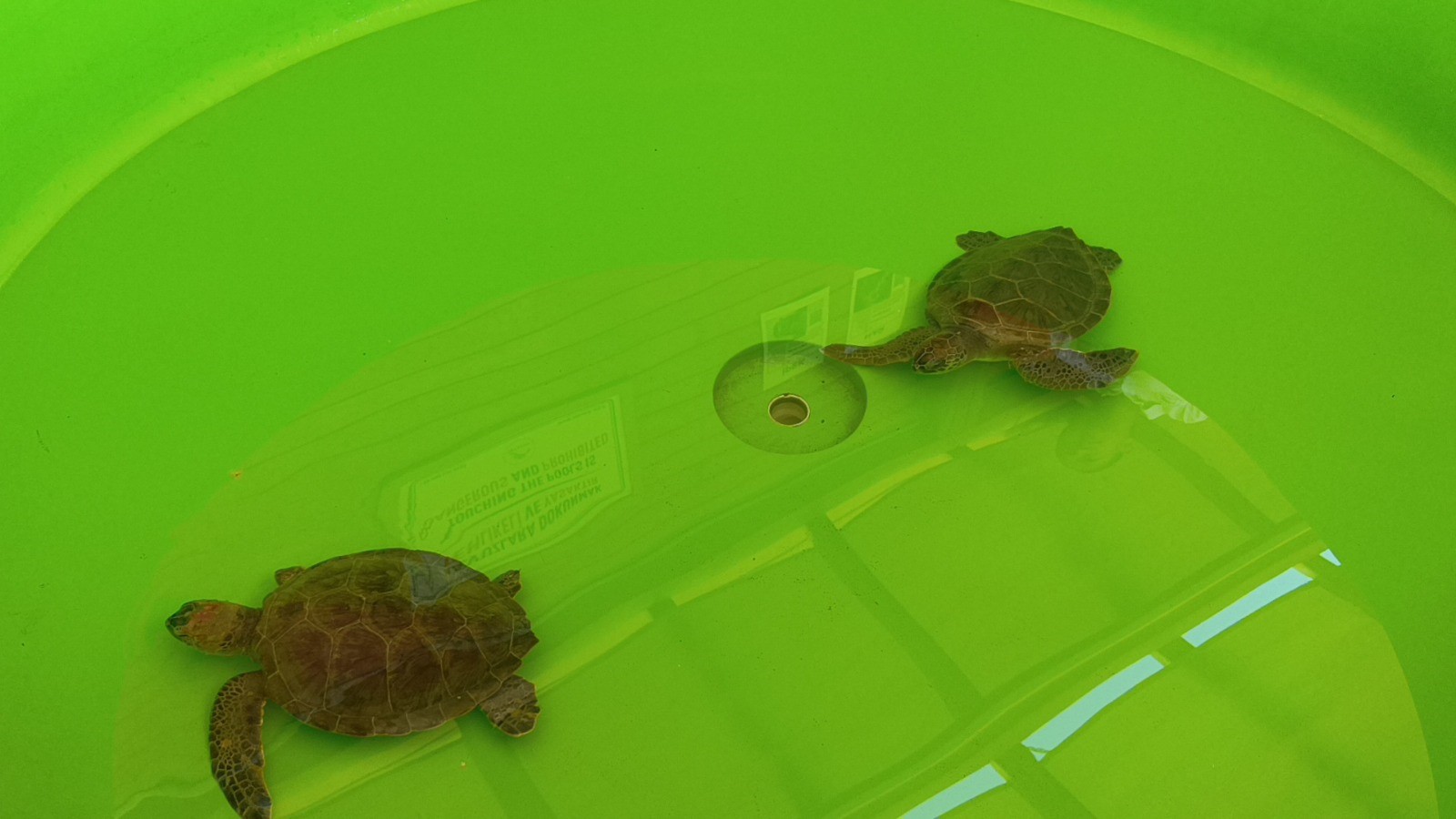 Tedavisi Tamamlanan Caretta Caretta Denizin Maviliğine Kulaç Açtı (6)