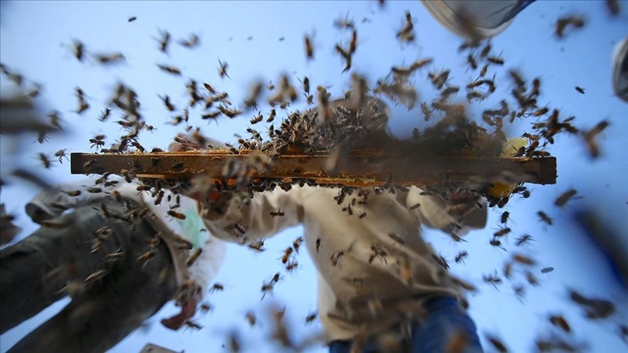 Tüik Verileri Aricilik Turizmi