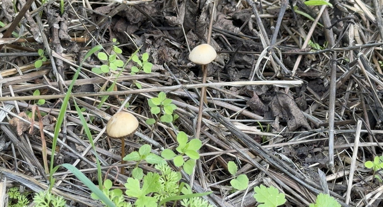 Akdeniz Üniversitesi’nden Mantar Uyarısı (3)