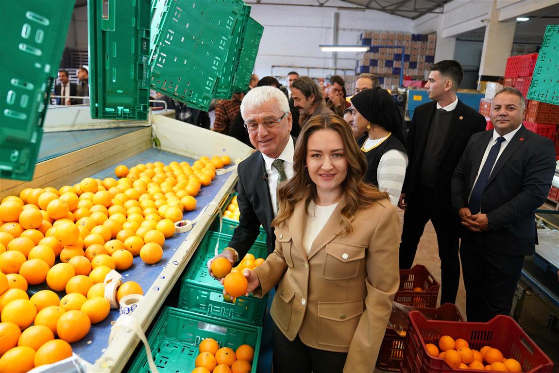 Antalya Büyükşehir Başkan Vekili Özdemir Finike’de Portakal Hasadına Katıldı (2) (Medium)