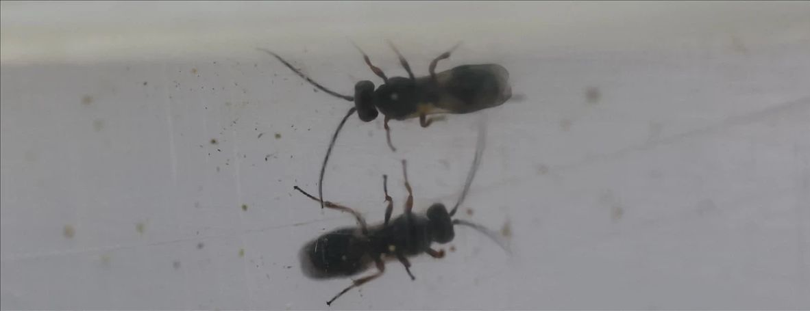 Antalya Firması Soruna Kesin Çözümü Buldu (2)