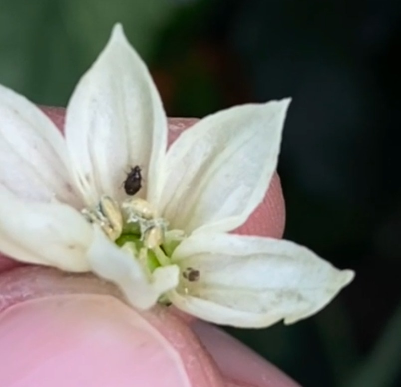 Antalya Firması Tarımın Ve Ihracatın Kaderini Değiştirecek (3)