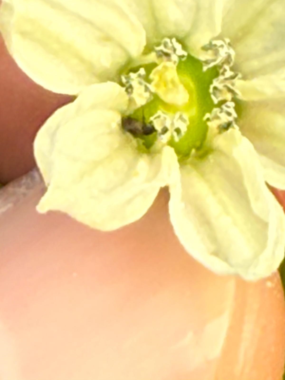 Antalya Firması Tarımın Ve Ihracatın Kaderini Değiştirecek (4)