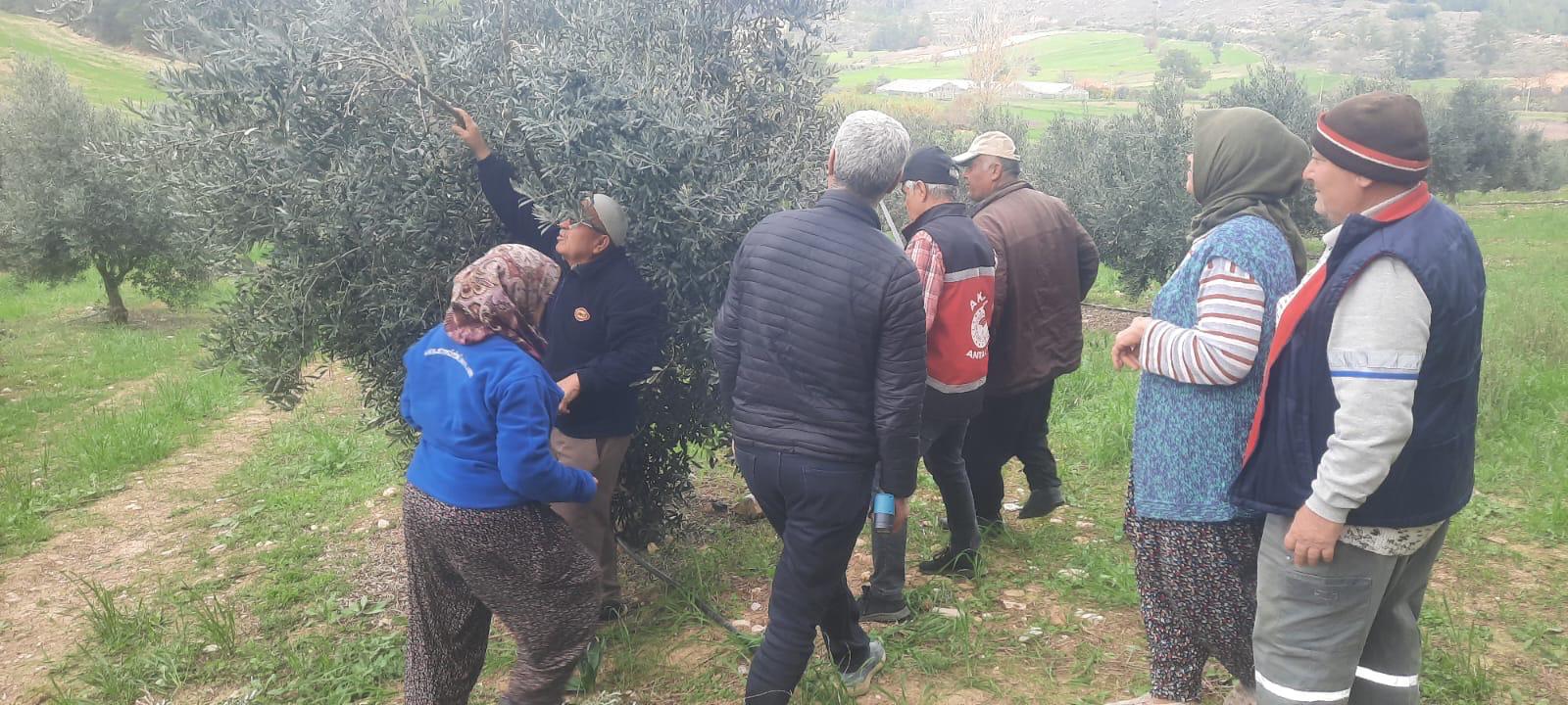 Antalya Tarımında Verimlilik Hamlesi... Serik Ve Aksu'da Çifte Mesai! (2)
