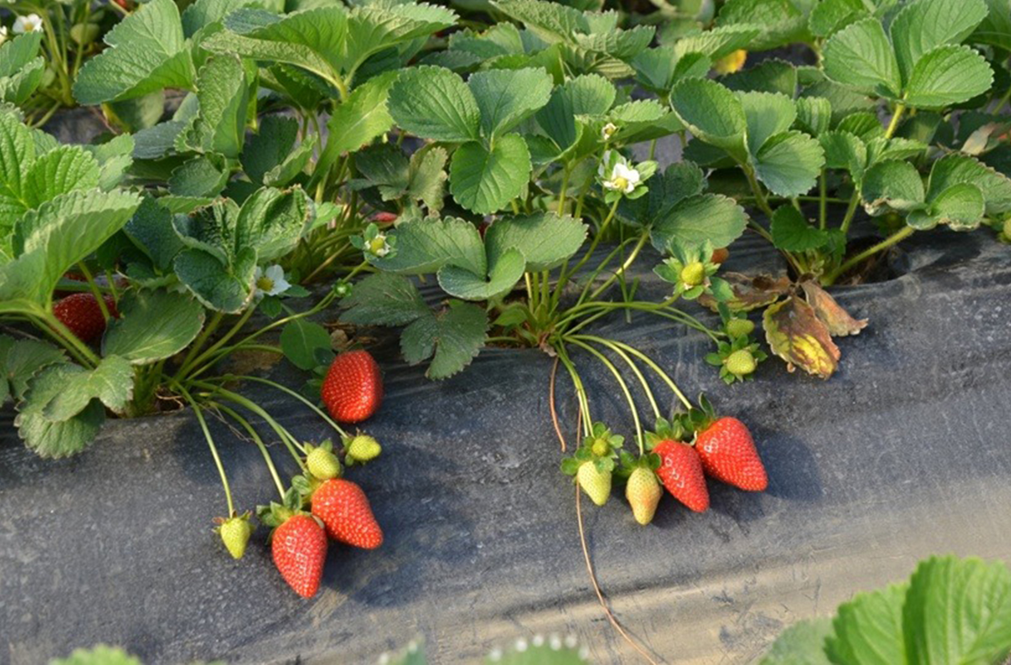 Antalya Valiliği’nden Çilek Atağı (2)