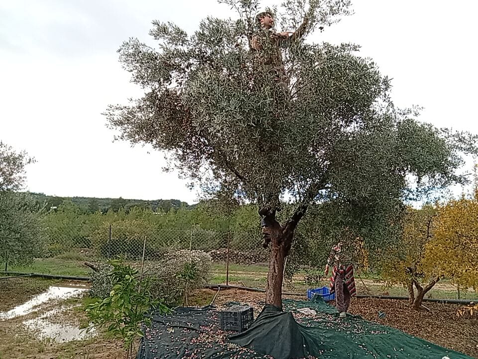 Antalya Yağmuru Dinlemedi Hasada Devam Etti (1)