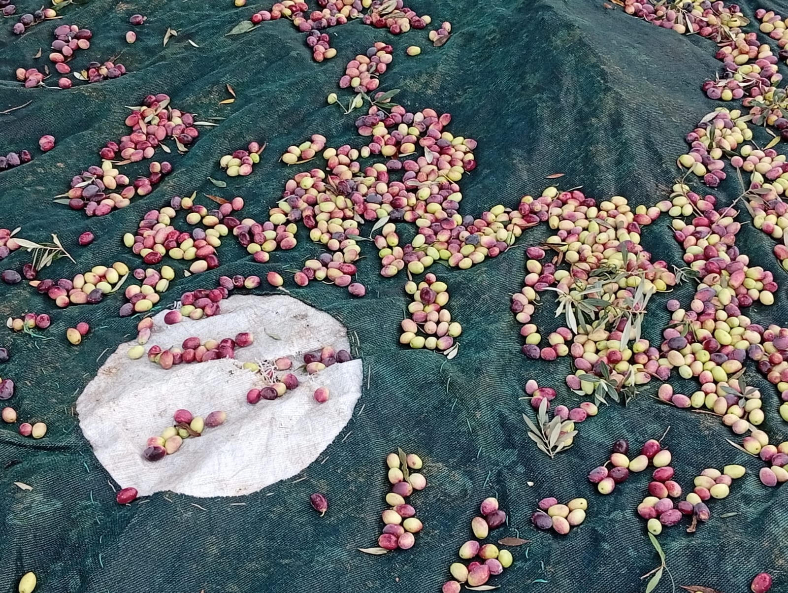 Antalya Yağmuru Dinlemedi Hasada Devam Etti (4)