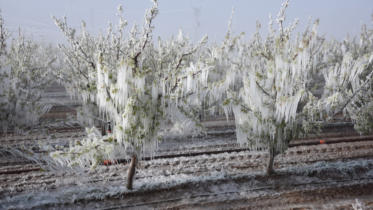 Antalya Zirai Don (2)