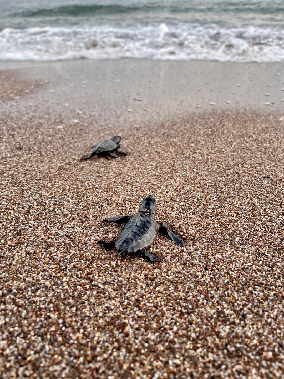 Antalya’da 10 Kumsalında Mucize (1)