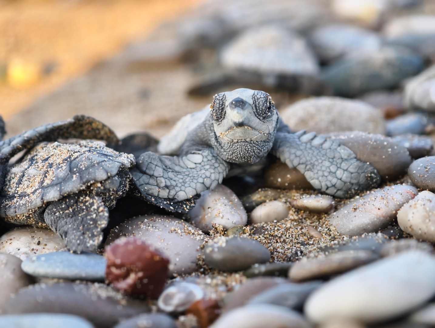 Antalya’da 10 Kumsalında Mucize (2)