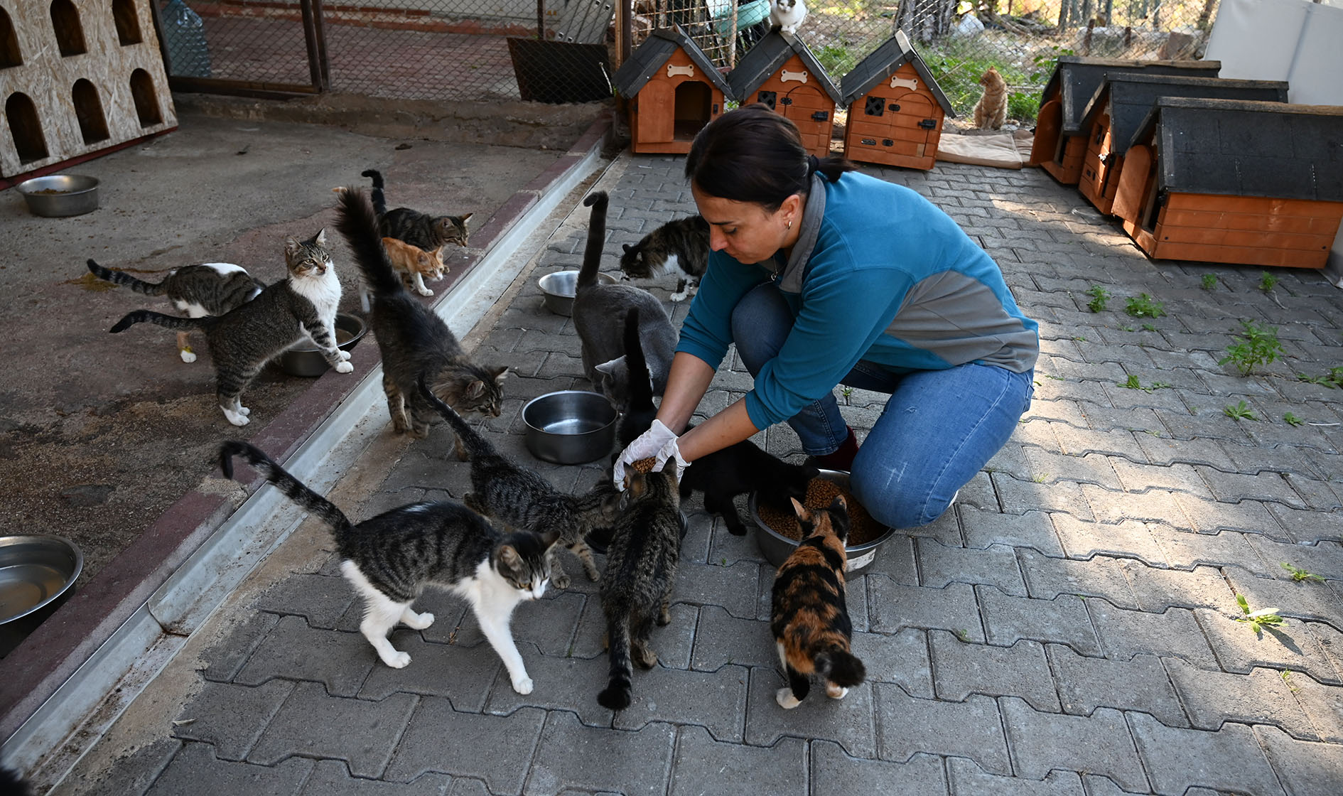 Antalya’da 227 Sokak Hayvanı Kısırlaştırıldı (1)