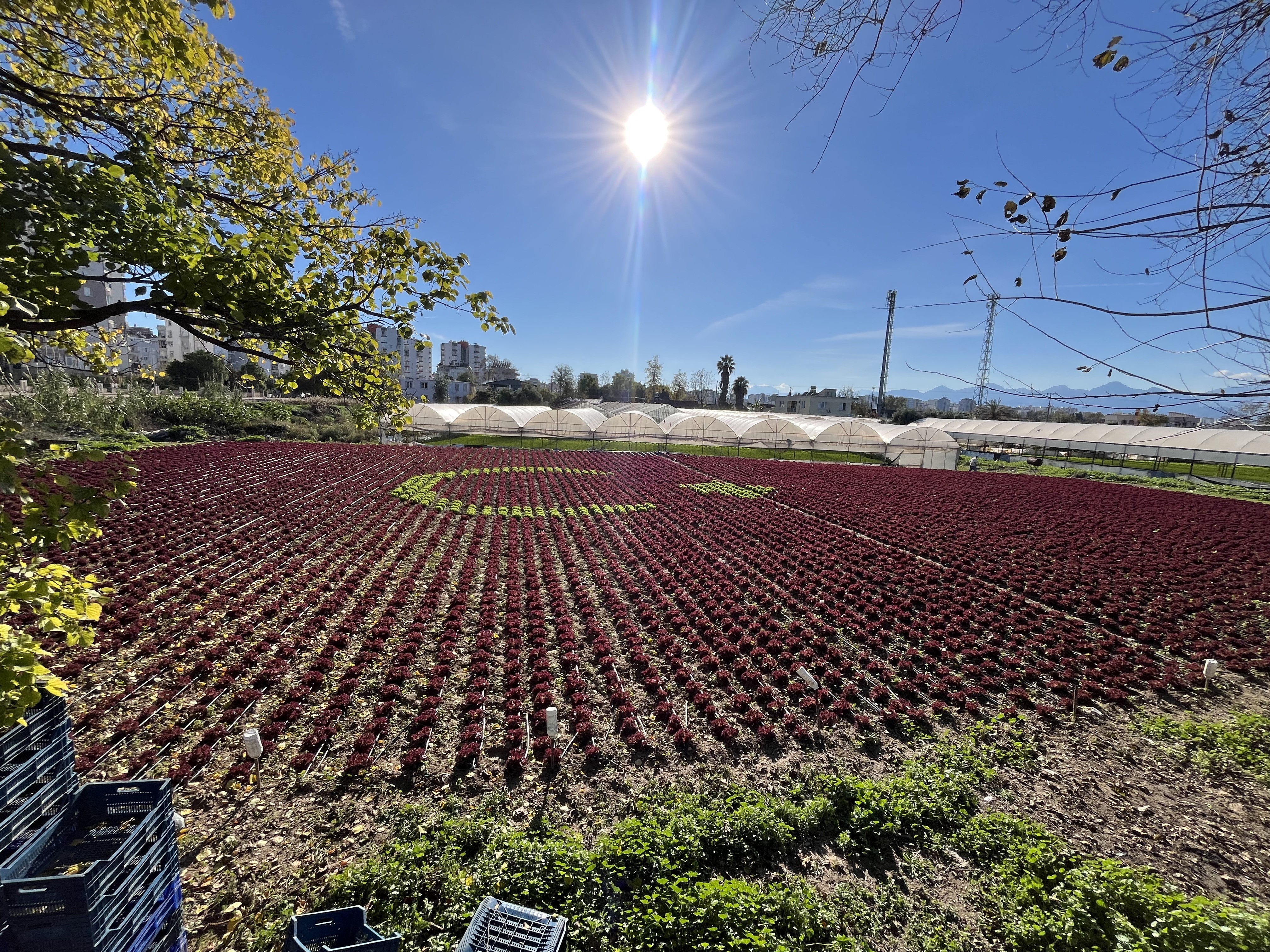 Antalya’da Türk Bayrağı Tarlaya Yansıdı (1)