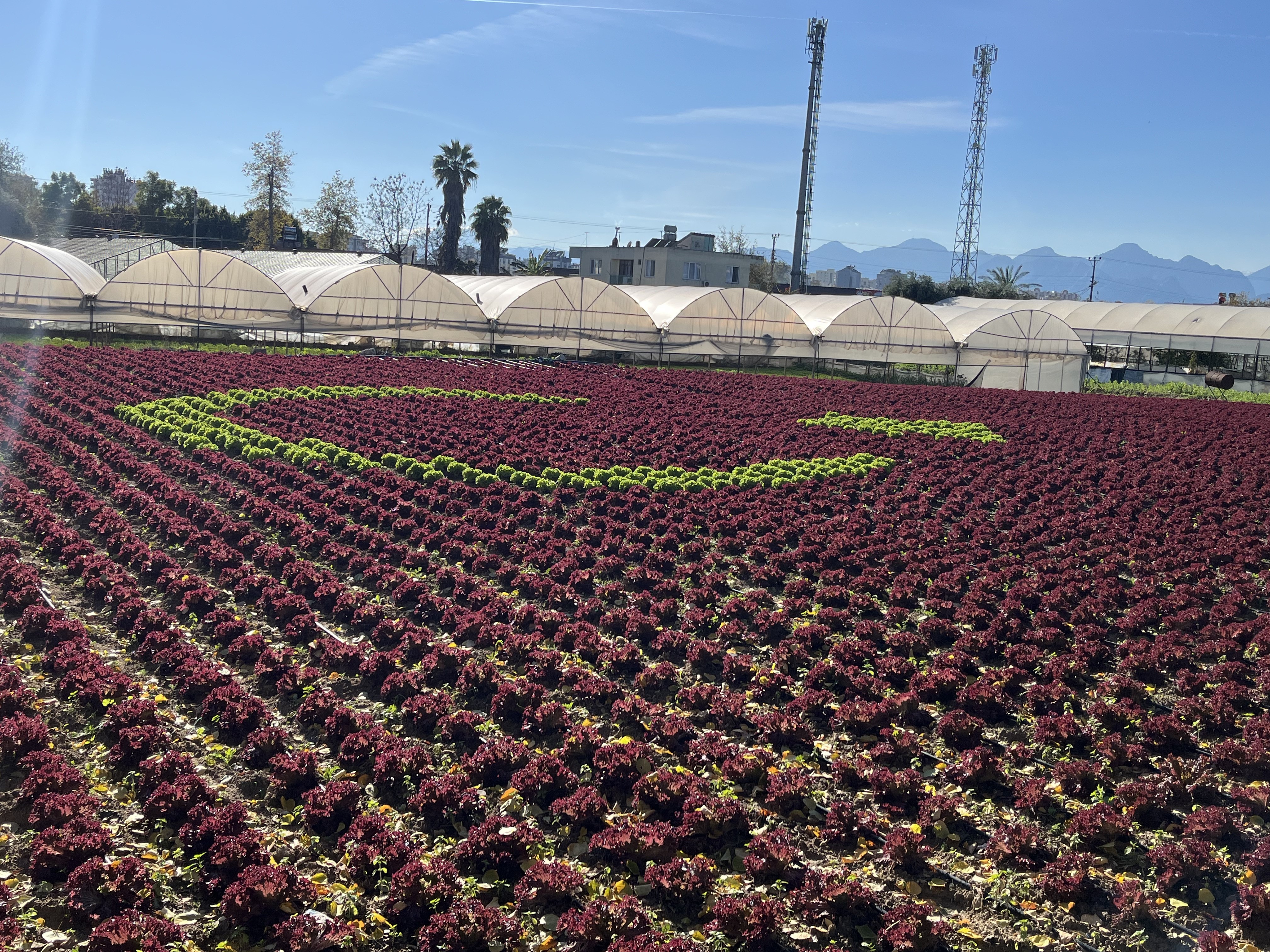 Antalya’da Türk Bayrağı Tarlaya Yansıdı (6)