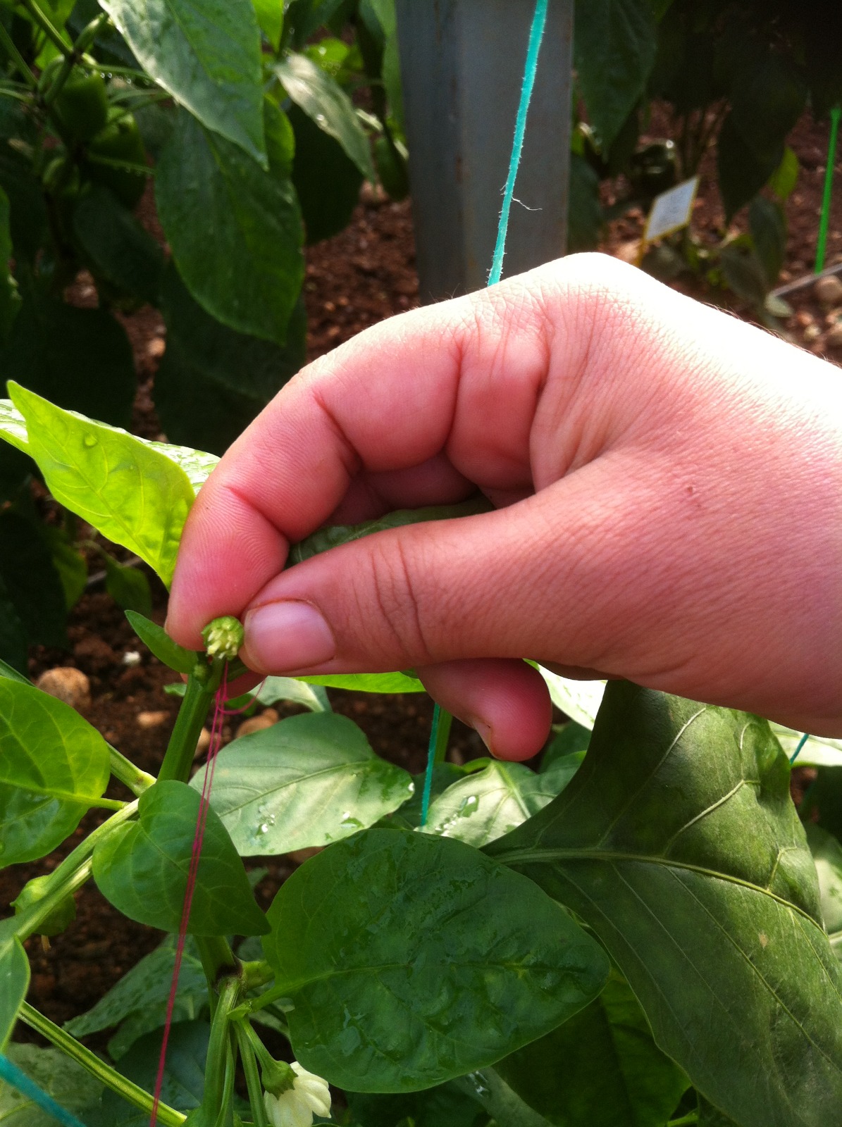 Antalyadaki O Sektor (5)