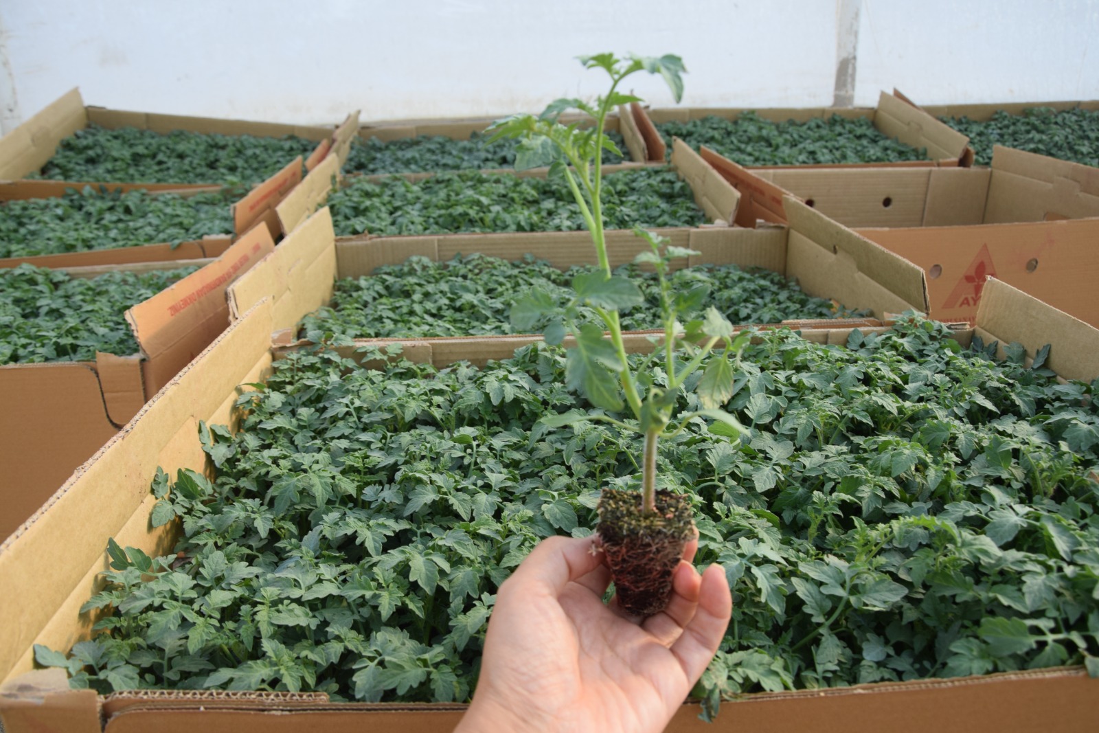 Antalyanin Dev Firmalarina Sorusturma Soku (1)