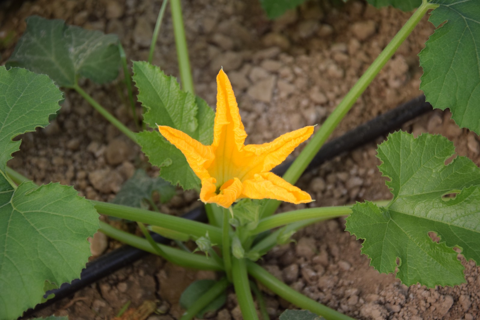 Antalyanin Dev Firmalarina Sorusturma Soku (3)