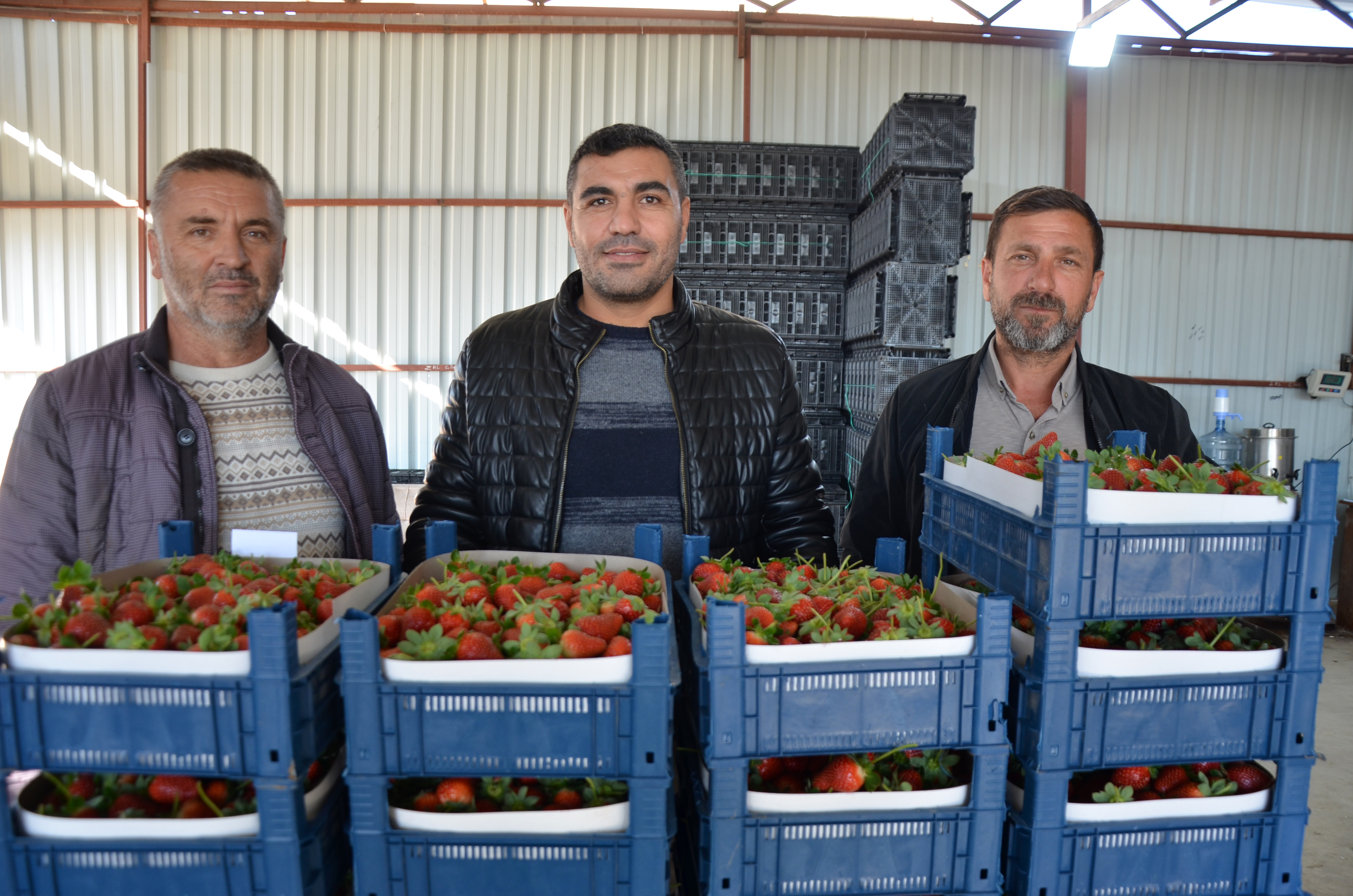 Antalya’nın Kırmızı Lezzetinin Hasadı Başladı (1)