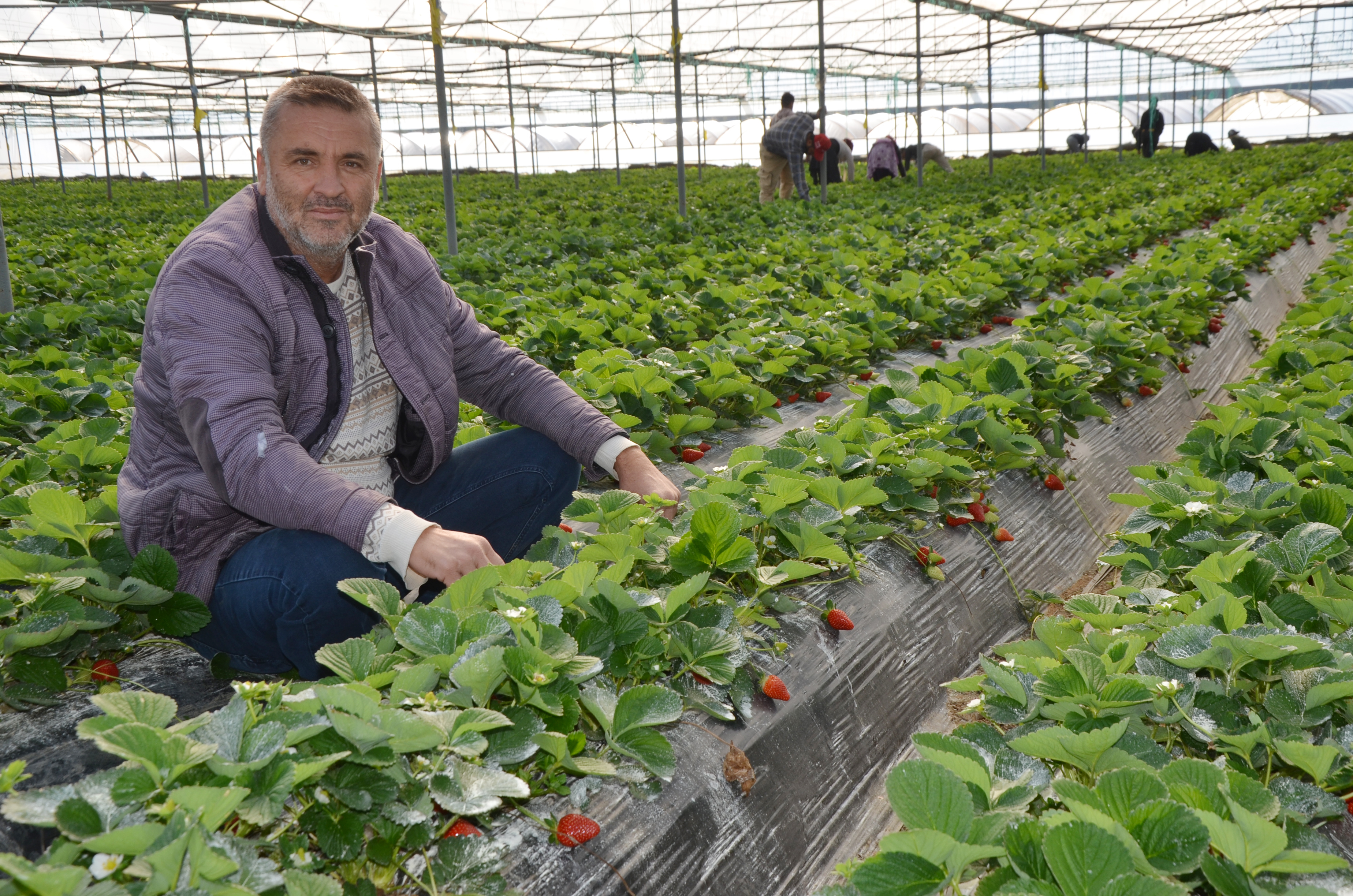 Antalya’nın Kırmızı Lezzetinin Hasadı Başladı (2)