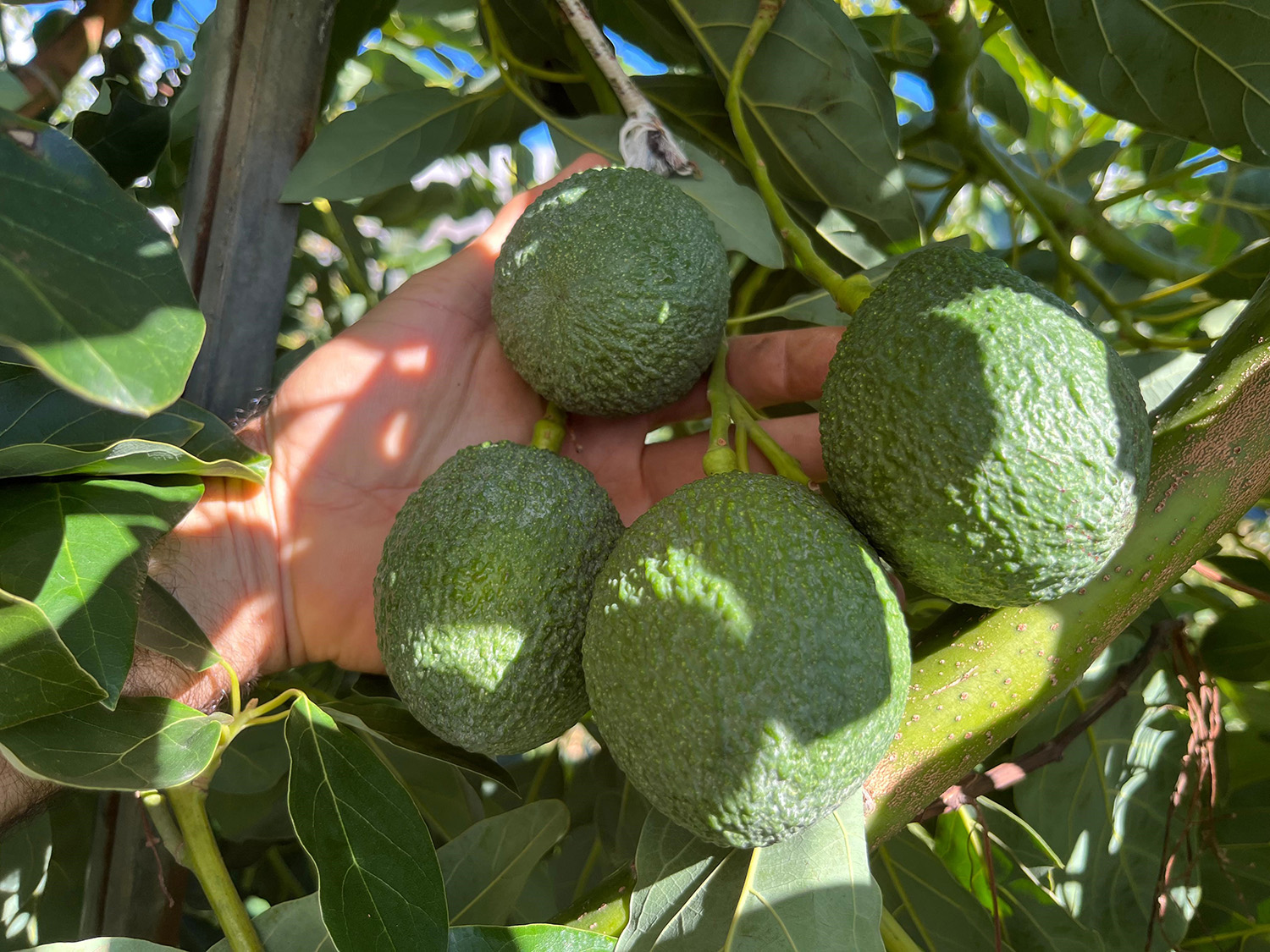 Antalya’nın O Ilçesi Dünyayı Doyuruyor (1)