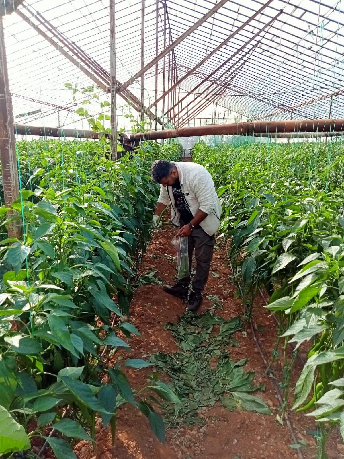 Antalya’nın Tarımı Inceleme Altında (4)