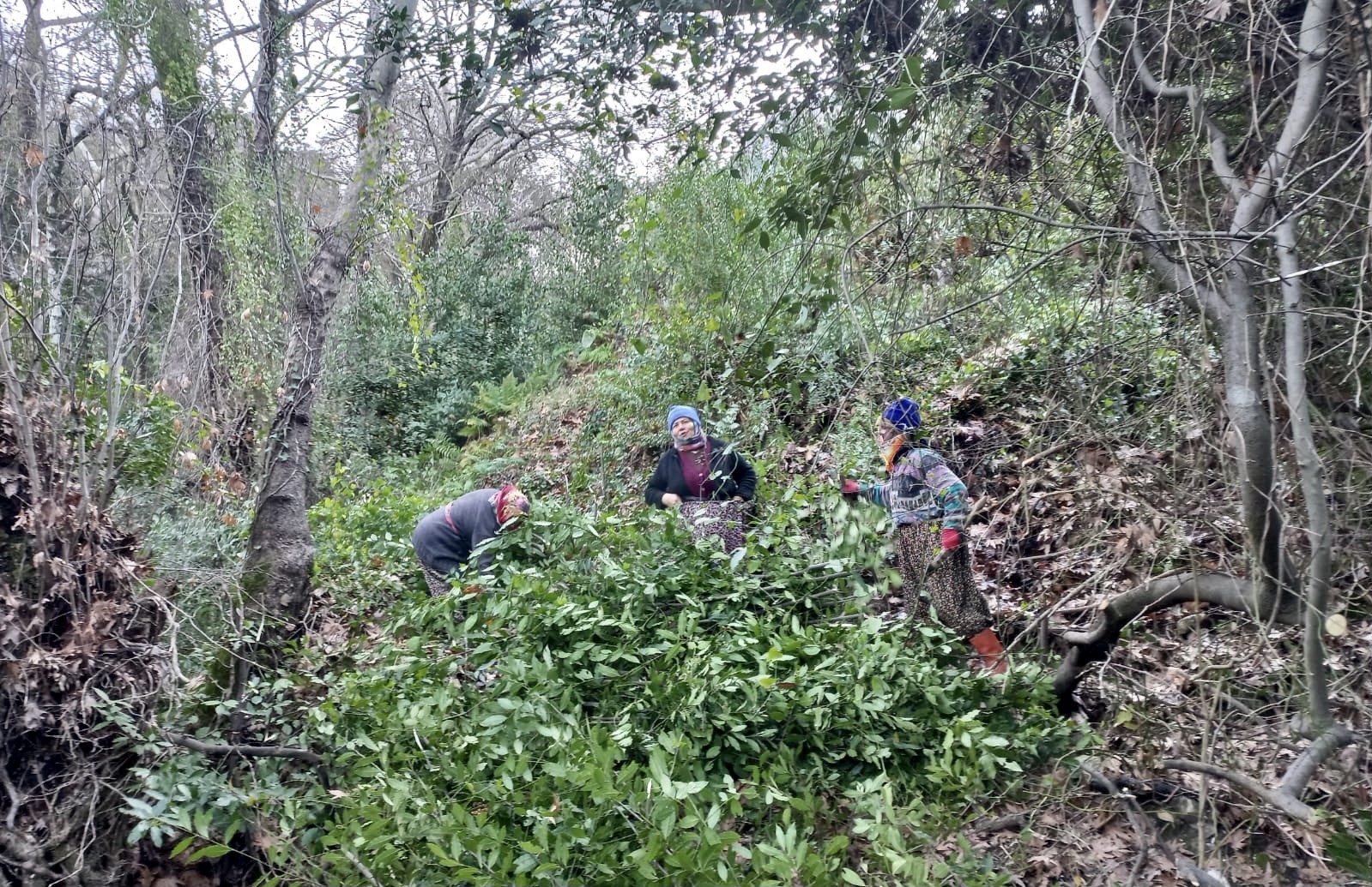Defne Yapragi Koylunun Gecim Kapisi Oldu (1)