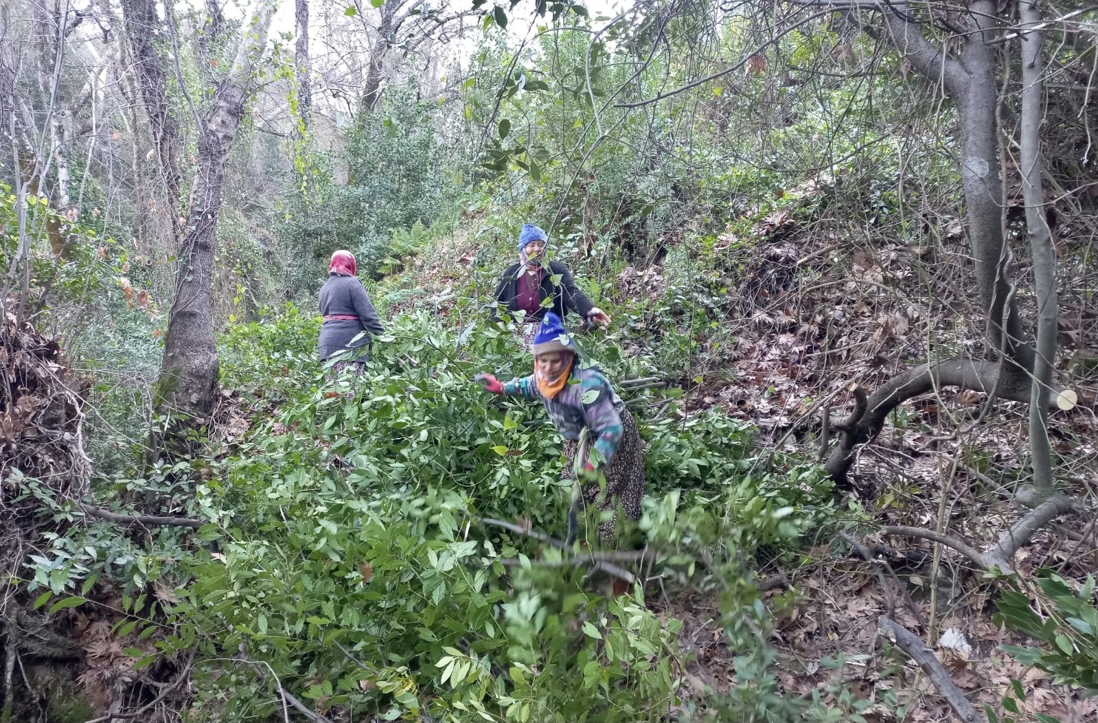 Defne Yapragi Koylunun Gecim Kapisi Oldu (2)