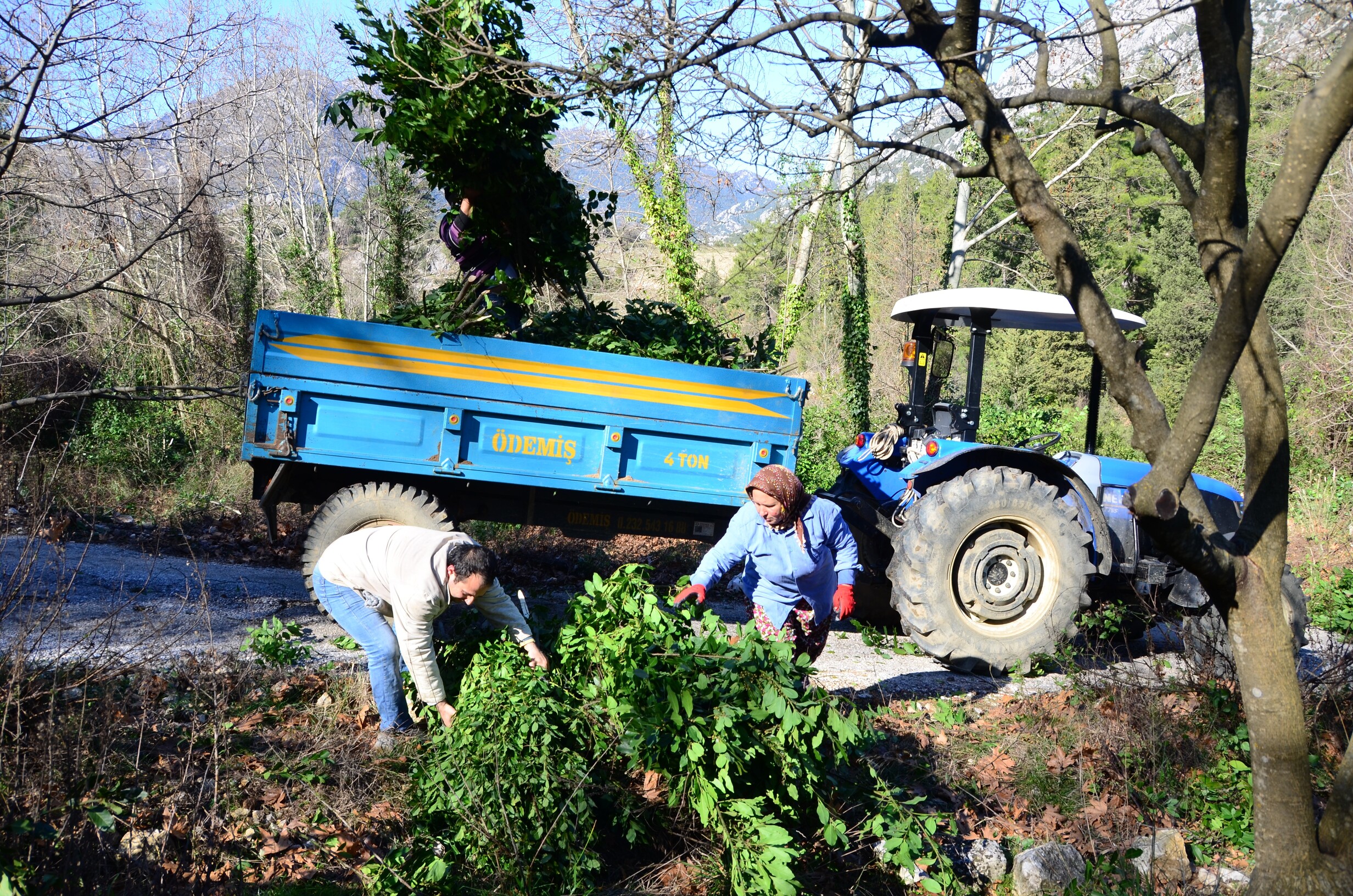 Defne Yapragi Koylunun Gecim Kapisi Oldu (4)