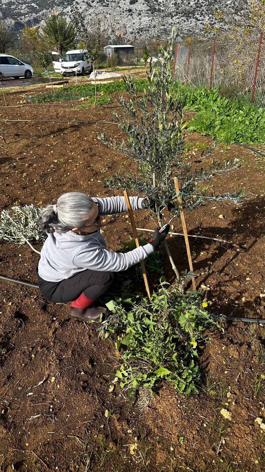 Dösemealti Zeytin Budama