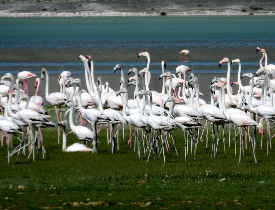 Flmingo Gölü Kurudu (1)-1