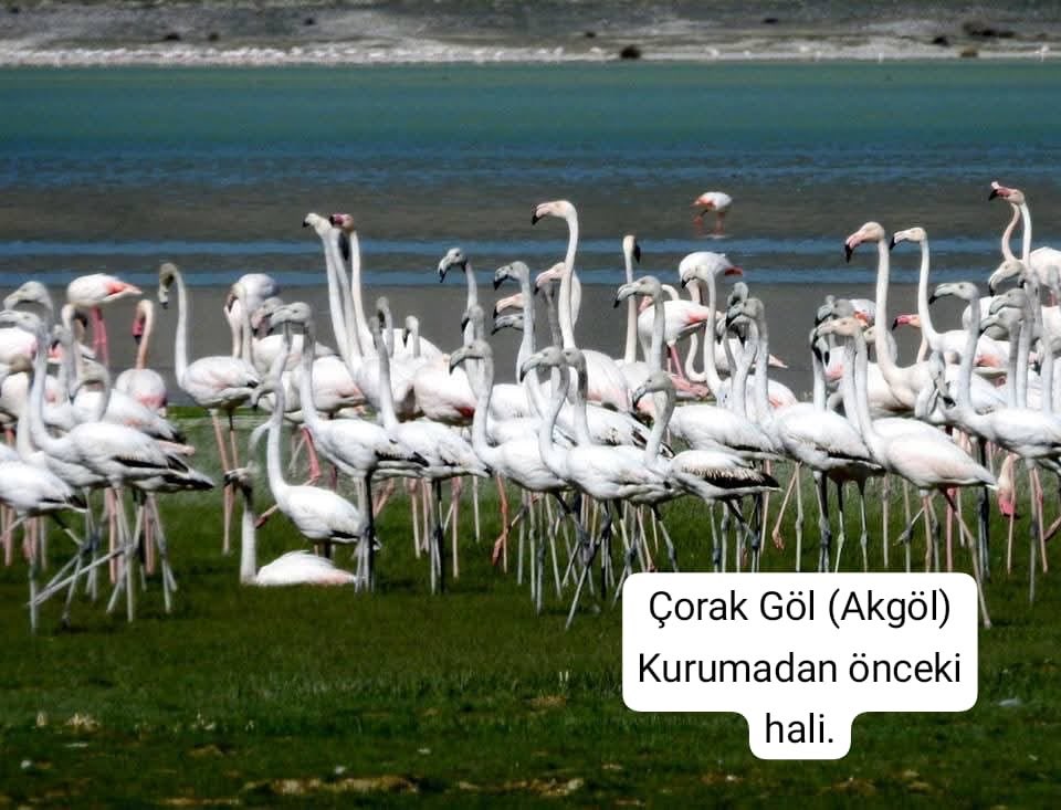 Flmingo Gölü Kurudu (1)