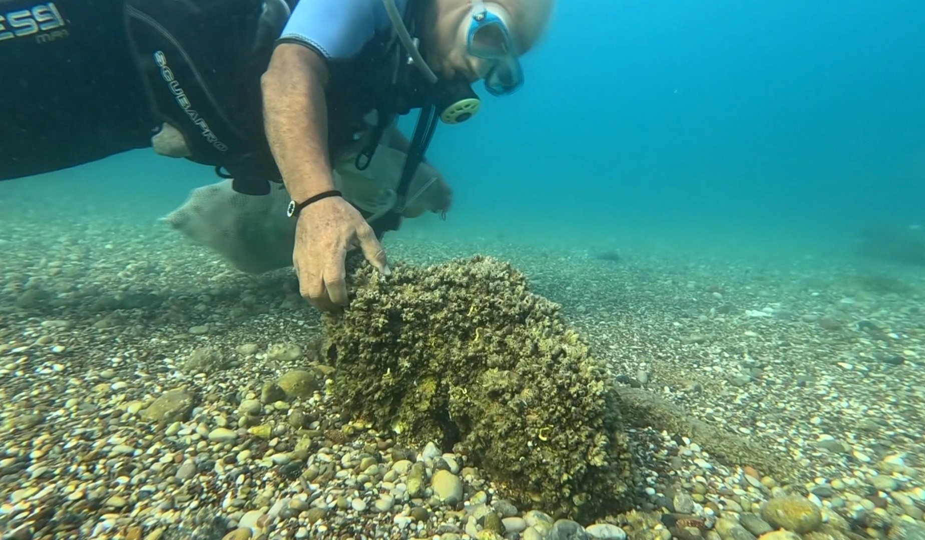 Istilaci Istiridye Ve Midyeler Yerli De 1051586 312058 (Large)