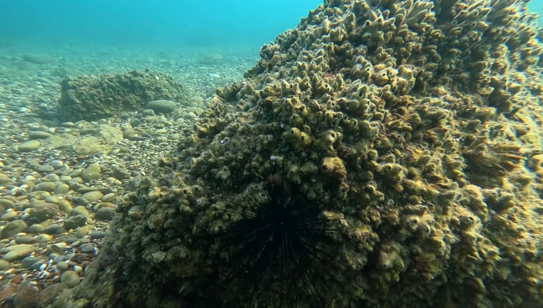 Istilaci Istiridye Ve Midyeler Yerli De 1051588 312058 (Large)