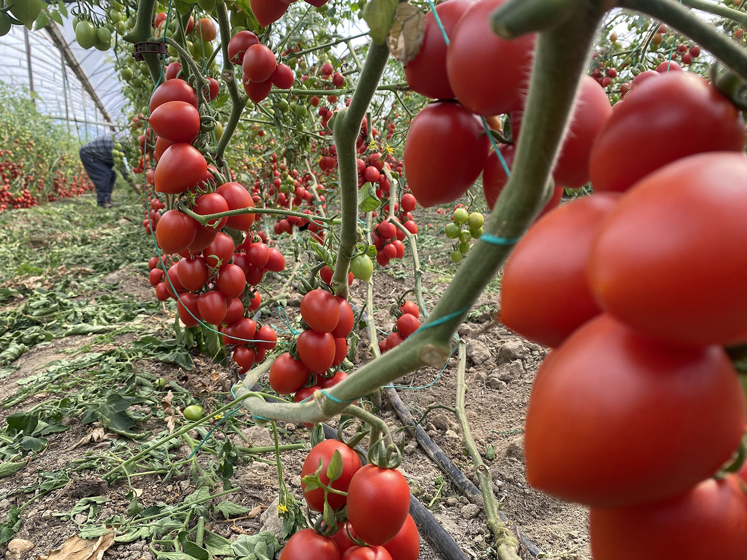 Kasım Ayında Domates Ve Sebze Fiyat Endeksinde Büyük Düşüş